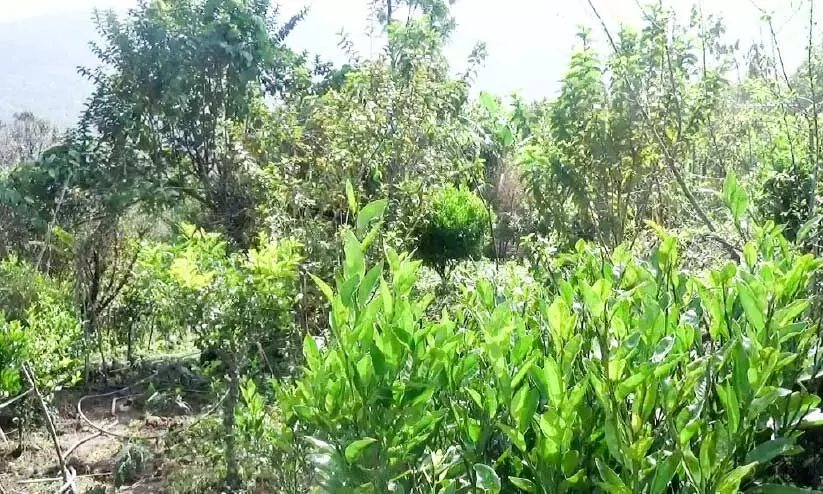 ഓറഞ്ച് കര്ഷകര് പ്രതിസന്ധിയില് ഓറഞ്ച് കര്ഷകര് പ്രതിസന്ധിയില്