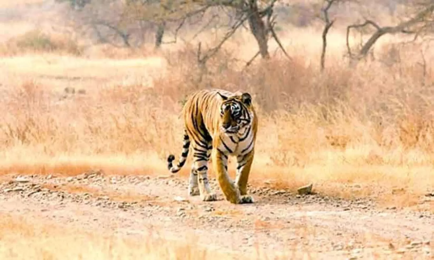 അ​റേ​ബ്യ​ൻ ക​ടു​വ​യെ വേ​ട്ട​യാ​ടി​യാ​ൽ നാ​ലു ല​ക്ഷം റി​യാ​ൽ പി​ഴ