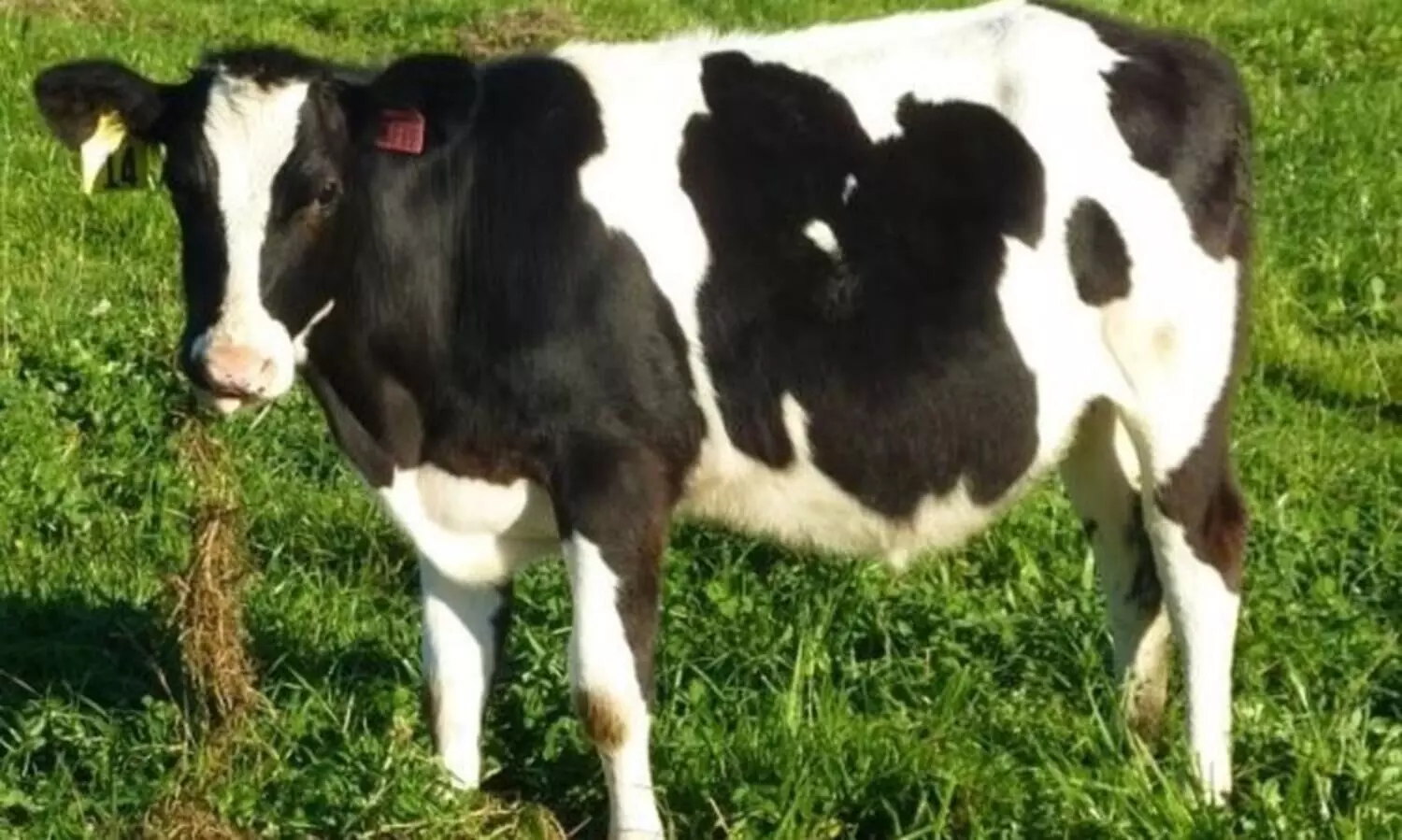 പപ്പായ തിന്ന പശുവിനെ കുത്തിയെന്നാരോപിച്ച്​ പഴക്കടക്കാരനെ അറസ്​റ്റ്​ ചെയ്​തു