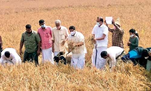 ക​ർ​ഷ​ക​സ​മ​ര​ത്തി​ന്​ ​െഎക്യ​ദാ​ർ​ഢ്യ​വു​മാ​യി കൊ​യ്ത്തു​ത്സ​വം