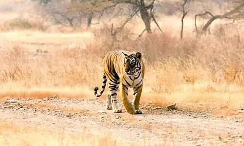 അറേബ്യൻ കടുവയെ വേട്ടയാടിയാൽ നാലു ലക്ഷം റിയാൽ പിഴ അറേബ്യൻ കടുവയെ വേട്ടയാടിയാൽ നാലു ലക്ഷം റിയാൽ പിഴ