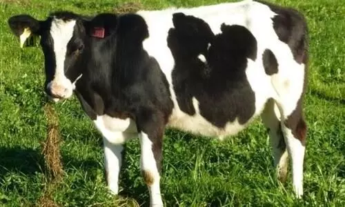 പപ്പായ തിന്ന പശുവിനെ കുത്തിയെന്നാരോപിച്ച്​ പഴക്കടക്കാരനെ അറസ്​റ്റ്​ ചെയ്​തു