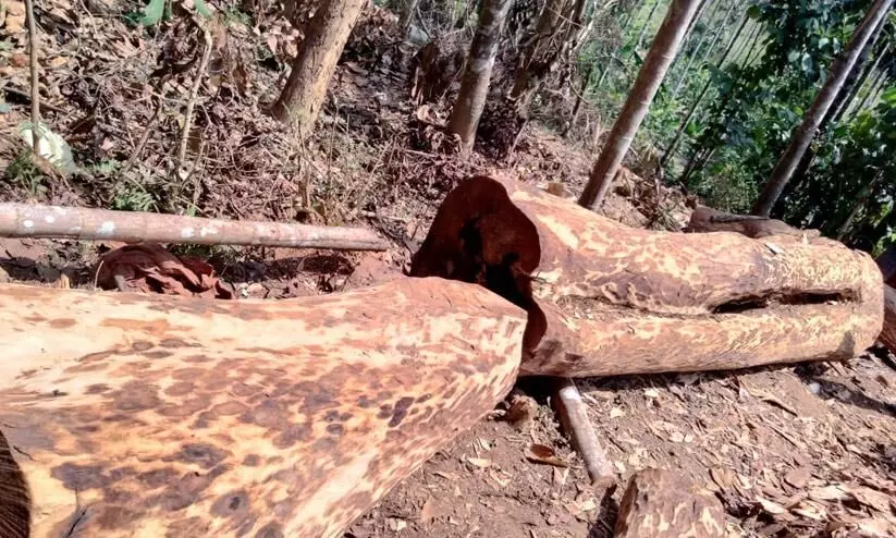 Manikunnu controversy to subvert tree cutting investigation