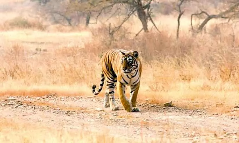 അറേബ്യൻ കടുവയെ വേട്ടയാടിയാൽ നാലു ലക്ഷം റിയാൽ പിഴ അറേബ്യൻ കടുവയെ വേട്ടയാടിയാൽ നാലു ലക്ഷം റിയാൽ പിഴ