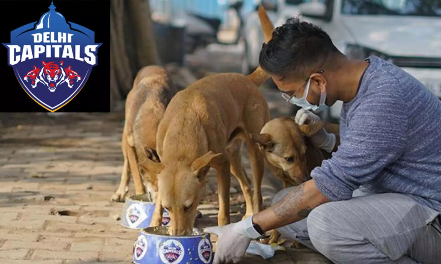 വേറിട്ട പ്രണയദിന ആഘോഷവുമായി ഡൽഹി കാപ്പിറ്റൽസ്​ ആരാധകർ; അന്നമൂട്ടിയത്​ 400 ഓളം തെരുവുനായ്​ക്കൾക്ക്​
