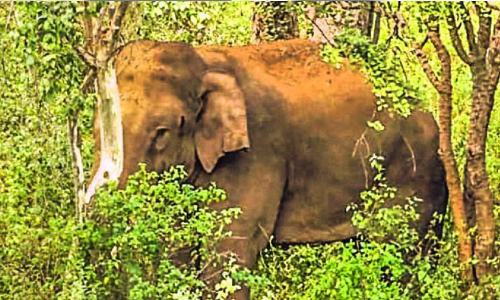 wild elephant