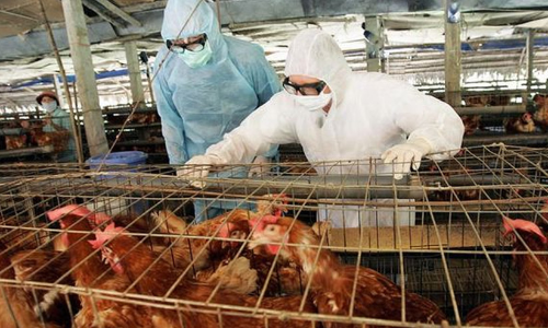 റഷ്യയിൽ ലോകത്ത് ആദ്യമായി മനുഷ്യനിൽ പക്ഷിപ്പനി (എച്ച്5എൻ8) റിപ്പോർട്ട് ചെയ്തു