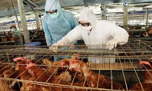 റഷ്യയിൽ ലോകത്ത് ആദ്യമായി മനുഷ്യനിൽ പക്ഷിപ്പനി (എച്ച്5എൻ8) റിപ്പോർട്ട് ചെയ്തു