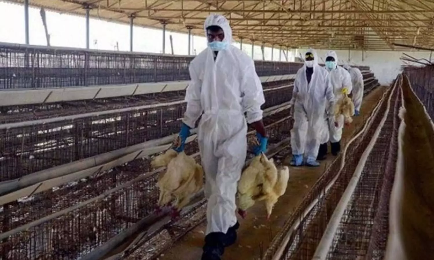 പക്ഷിപ്പനിക്ക്​ കാരണമാകുന്ന എച്ച്​5 എൻ8 മനുഷ്യരിലും