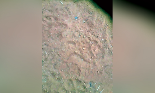 അ​ഭ്യൂ​ഹം പ​ട​രു​ന്നു; പു​ലി ഭീ​തി​യി​ൽ മ​ന​ങ്ങ​നാ​ട്