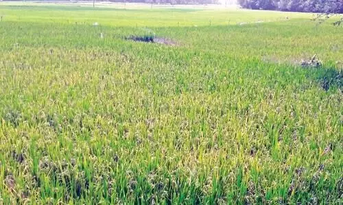 കണ്ണീർ പാടത്ത്​...