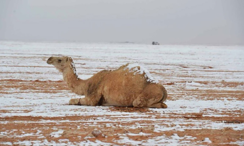 മഞ്ഞുപുതച്ച് തബൂഖും വടക്കൻ മേഖലയും മഞ്ഞുപുതച്ച് തബൂഖും വടക്കൻ മേഖലയും