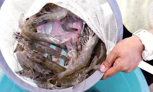 1000 ട​ൺ ചെ​മ്മീ​ൻ ഉ​ൽ​പാ​ദ​നം ല​ക്ഷ്യ​മി​ട്ട്​ മു​നി​സി​പ്പാ​ലി​റ്റി പ​രി​സ്ഥി​തി മ​ന്ത്രാ​ല​യം