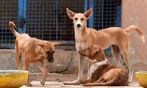 വൈറസ്​ ബാധ; കൊൽക്കത്തയിൽ മൂന്നുദിവസത്തിനിടെ ചത്തത്​​ 250ഓളം നായ്​ക്കൾ