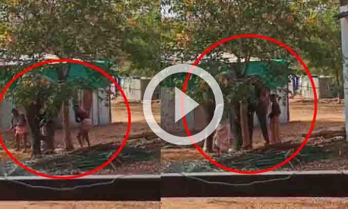 സുഖചികിത്സ ക്യാമ്പിൽ ആനക്ക്​​ ക്രൂര മർദനം; വിഡിയോ ചോർന്നു