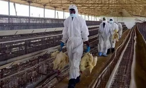 പക്ഷിപ്പനിക്ക്​ കാരണമാകുന്ന എച്ച്​5 എൻ8 മനുഷ്യരിലും