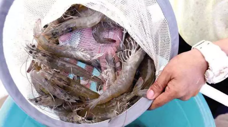 1000 ട​ൺ ചെ​മ്മീ​ൻ ഉ​ൽ​പാ​ദ​നം ല​ക്ഷ്യ​മി​ട്ട്​ മു​നി​സി​പ്പാ​ലി​റ്റി പ​രി​സ്ഥി​തി മ​ന്ത്രാ​ല​യം