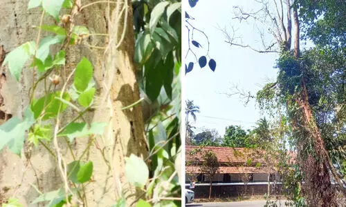 ക​ട​പു​ഴ​കാ​റാ​യി കൂ​റ്റ​ൻ മ​ര​ങ്ങ​ൾ; അ​പ​ക​ട​ക്കെ​ണി​യൊ​രു​ക്കി ഇ​രി​ട്ടി–ഇ​രി​ക്കൂ​ർ യാ​ത്ര