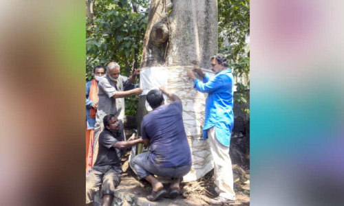 പ്രായാധിക്യം ബാധിച്ച ഏഴിലംപാലക്ക്​ ആരോഗ്യ ചികിത്സ; ആ​റു​ മാ​സ​ത്തി​നു​​ശേ​ഷം മ​രം പു​ന​രു​ജ്ജീ​വി​ക്കുമെന്ന്​  ​ബി​നു