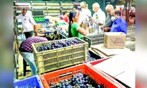 grape shop in vineyard tamilnadu