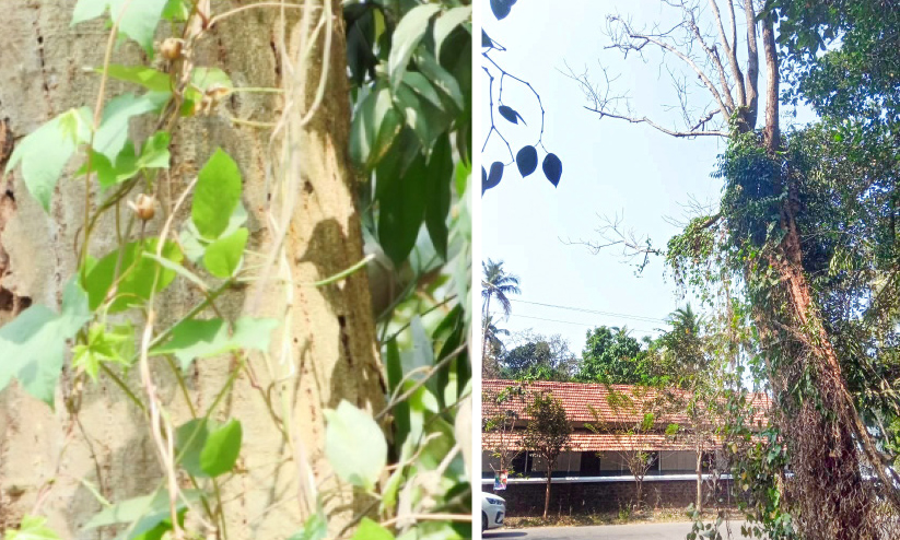 കടപുഴകാറായി കൂറ്റൻ മരങ്ങൾ; അപകടക്കെണിയൊരുക്കി ഇരിട്ടി–ഇരിക്കൂർ യാത്ര കടപുഴകാറായി കൂറ്റൻ മരങ്ങൾ; അപകടക്കെണിയൊരുക്കി ഇരിട്ടി–ഇരിക്കൂർ യാത്ര