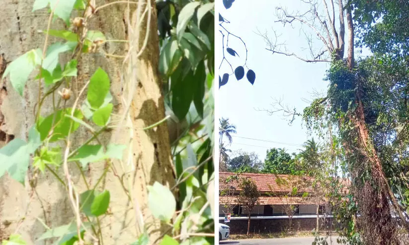 ക​ട​പു​ഴ​കാ​റാ​യി കൂ​റ്റ​ൻ മ​ര​ങ്ങ​ൾ; അ​പ​ക​ട​ക്കെ​ണി​യൊ​രു​ക്കി ഇ​രി​ട്ടി–ഇ​രി​ക്കൂ​ർ യാ​ത്ര