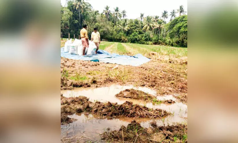 harvested paddy crops wet in rain
