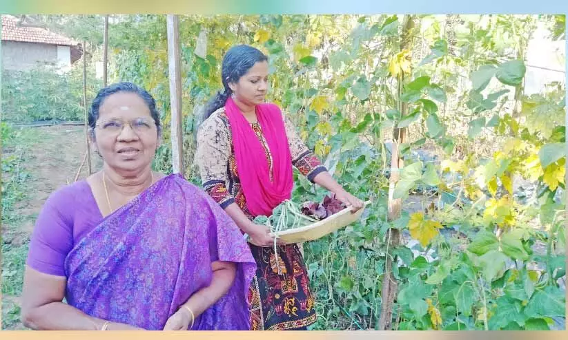 സരളഭായിയുടെ വീട്ടുവളപ്പിൽ എല്ലാം ജൈവം