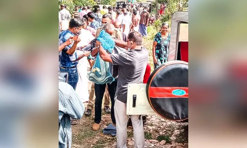 മാങ്കുളത്ത്​ രാജവെമ്പാലയെ പിടികൂടി