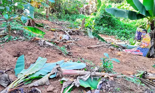 കൃ​ഷി​യി​ട​ങ്ങ​ളി​ൽ കാ​ട്ടു​പ​ന്നി​ശ​ല്യം രൂ​ക്ഷം