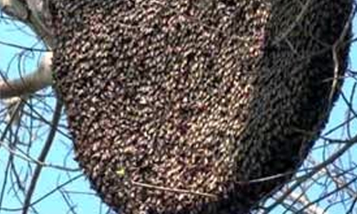 കടന്നൽ കുത്തേറ്റ് നിരവധി പേർക്ക് പരിക്ക്