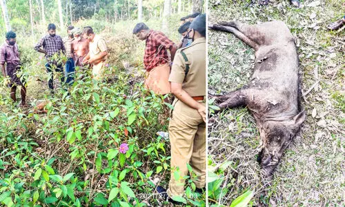 wild boar shot dead