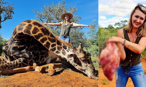 ജിറാഫിനെ കൊന്ന്​, ഹൃദയം കൈയ്യിലേന്തി വേട്ടക്കാരിയുടെ പോസിങ്​; പ്രണയദിന സമ്മാനമെന്ന്, വിവാദം​