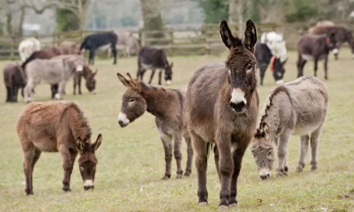 ആന്ധ്രയിൽ കഴുതകളെ കൂട്ടത്തോടെ കാണാതാവുന്നു; കാരണം കണ്ടെത്തിയപ്പോൾ ഞെട്ടി അധികൃതർ