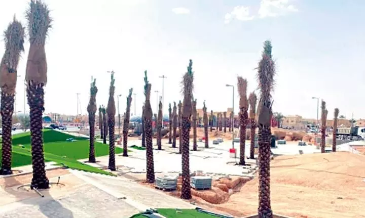 റോഡുകളിലും പാർക്കുകളിലും ഈന്തപ്പനകൾ നടുന്നതിന് വിലക്ക് റോഡുകളിലും പാർക്കുകളിലും ഈന്തപ്പനകൾ നടുന്നതിന് വിലക്ക്