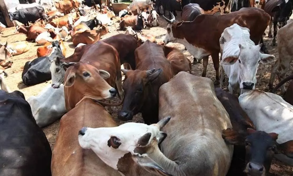 കാമധേനു ആയോഗ് അധ്യക്ഷൻ പോയി; പശു പരീക്ഷ നീട്ടി കാമധേനു ആയോഗ് അധ്യക്ഷൻ പോയി; പശു പരീക്ഷ നീട്ടി