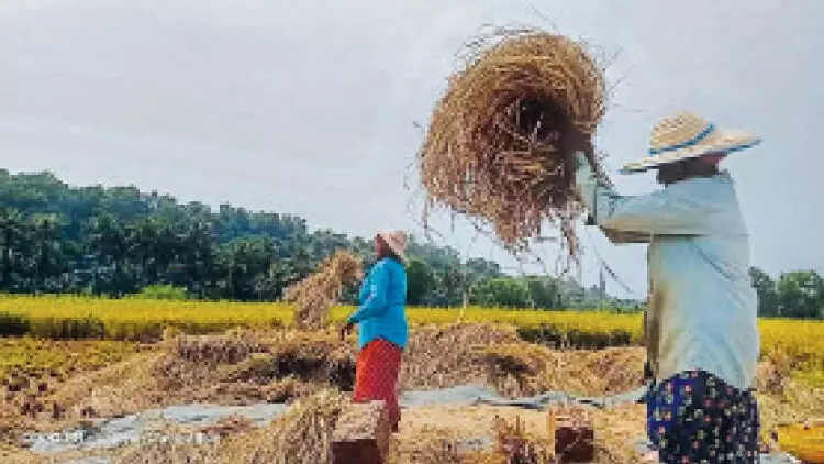 മഴ പെയ്​ത​തോടെ മെതിയും പാടത്ത്​