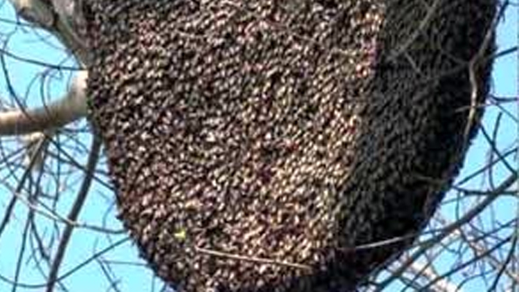 കടന്നൽ കുത്തേറ്റ് നിരവധി പേർക്ക് പരിക്ക് കടന്നൽ കുത്തേറ്റ് നിരവധി പേർക്ക് പരിക്ക്