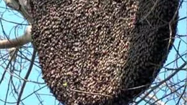 കടന്നൽ കുത്തേറ്റ് നിരവധി പേർക്ക് പരിക്ക് കടന്നൽ കുത്തേറ്റ് നിരവധി പേർക്ക് പരിക്ക്