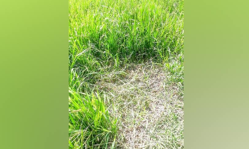 നെൽക്കതിരുകൾ മുറിച്ച്​ കടത്തുന്നതായി പാടശേഖര സമിതി