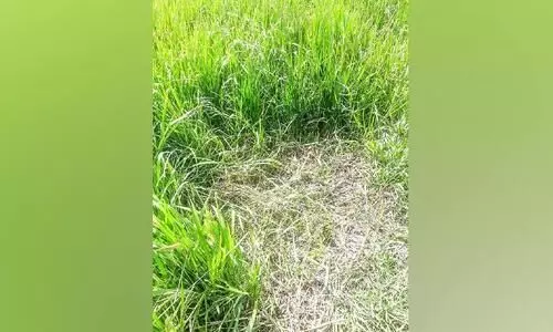 നെൽക്കതിരുകൾ മുറിച്ച്​ കടത്തുന്നതായി പാടശേഖര സമിതി