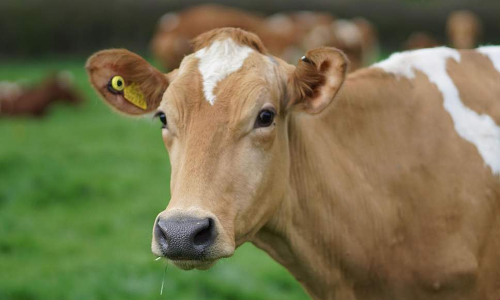 cow