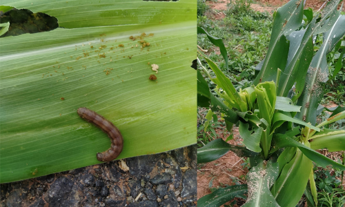 വയനാട്ടിൽ വിദേശ കീടത്തിന്‍റെ ആക്രമണം സ്ഥിരീകരിച്ചു