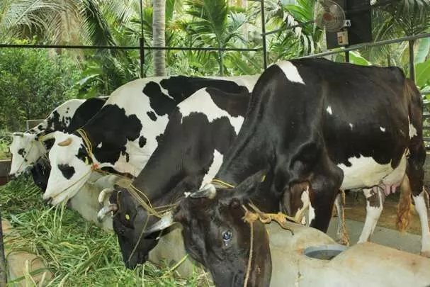 കാ​ലി​ത്തീ​റ്റ വി​ല​വ​ർ​ധ​ന: ക്ഷീ​ര​മേ​ഖ​ല പ്ര​തി​സ​ന്ധി​യി​ൽ