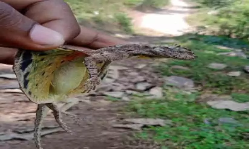 Rare flying Chameleons in Attappadi