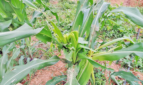 banana farming