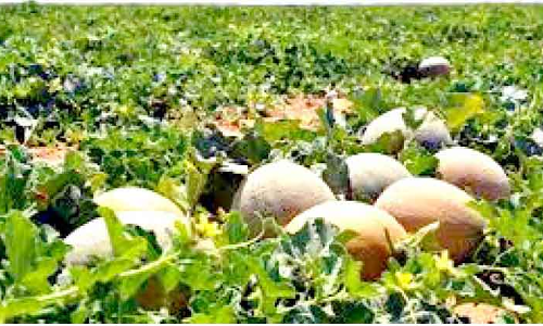 ഭ​ക്ഷ്യ​സു​ര​ക്ഷ ഒ​മാ​ൻ അ​റ​ബ്​ മേ​ഖ​ല​യി​ൽ ര​ണ്ടാ​മ​ത്​