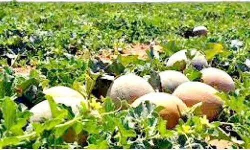 ഭക്ഷ്യസുരക്ഷ ഒമാൻ അറബ് മേഖലയിൽ രണ്ടാമത് ഭക്ഷ്യസുരക്ഷ ഒമാൻ അറബ് മേഖലയിൽ രണ്ടാമത്