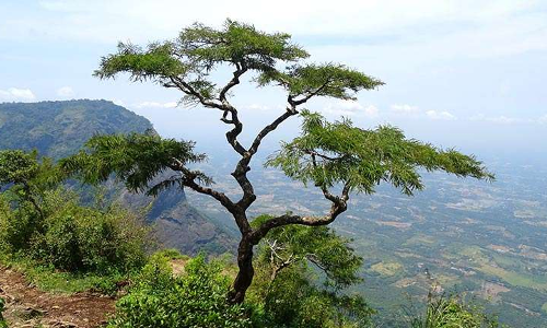 പരിസ്ഥിതി ലോല മേഖല: നെല്ലിയാമ്പതിയി​ലെ തോട്ടങ്ങളെ ഒഴിവാക്കി കരട്​ വിജ്ഞാപനം