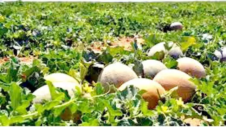 ഭ​ക്ഷ്യ​സു​ര​ക്ഷ ഒ​മാ​ൻ അ​റ​ബ്​ മേ​ഖ​ല​യി​ൽ ര​ണ്ടാ​മ​ത്​